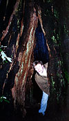 Me being stupid inside a trunk at Muir Woods.
